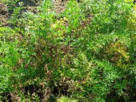 Alternariová (suchá) skvrnitost mrkve Alternariová (suchá) skvrnitost mrkve