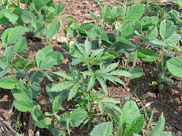 Konopa v&nbsp;s&oacute;ji