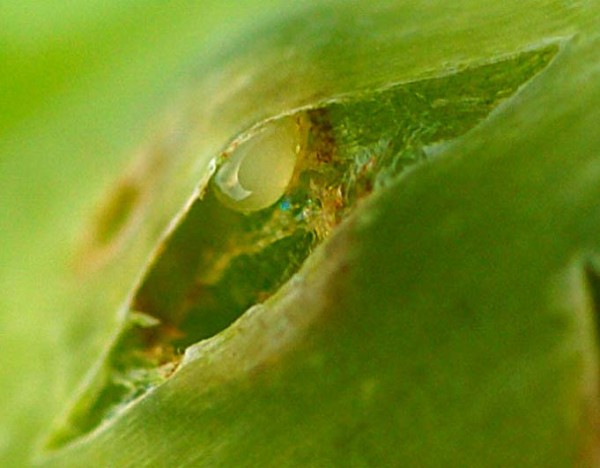 Vajíčko krytonosce čtyřzubého Vajíčko krytonosce čtyřzubého