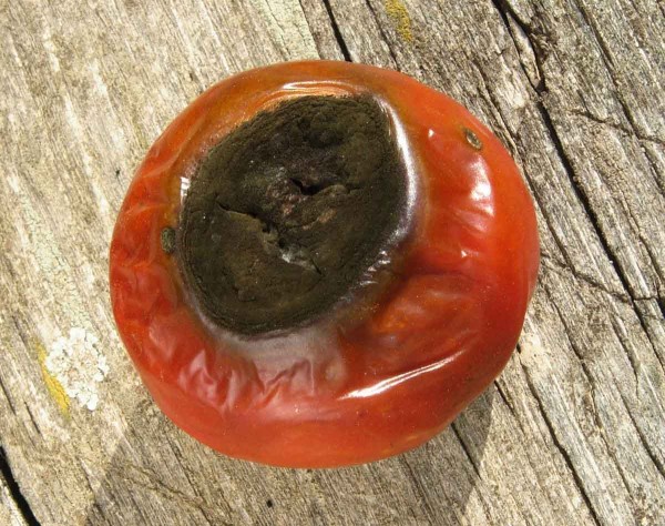 Nedostatek vápníku u rajčete Nedostatek vápníku u rajčete