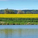 Metazachlor a&nbsp;jeho vliv na kvalitu vod v&nbsp;ČR