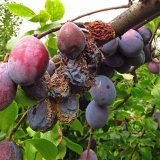 Aktu&aacute;ln&iacute; přehled ochrany zahrad, sadů a&nbsp;vinic - srpen a&nbsp;z&aacute;ř&iacute; 2021