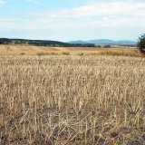 Rastlinn&eacute; zvy&scaron;ky poľnohospod&aacute;rskych plod&iacute;n po zbere &uacute;rody - zdroj organickej hmoty