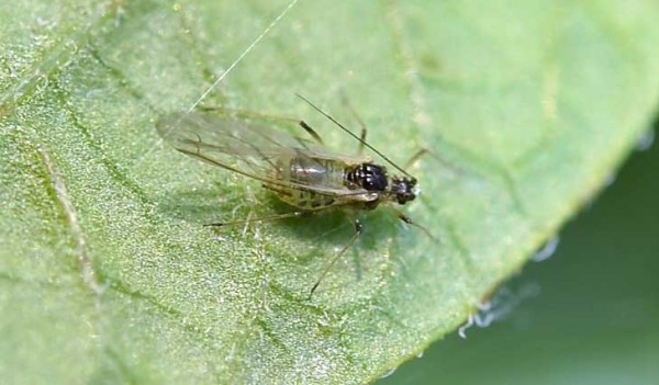 Obr. 5: Dospěl&aacute; okř&iacute;dlen&aacute; m&scaron;ice broskvoňov&aacute;