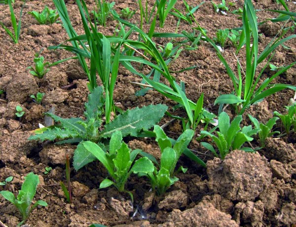 Regulace plevelů se řídí růstovou fází máku Regulace plevelů se řídí růstovou fází máku