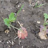 V&yacute;znam a&nbsp;ochrana proti virov&yacute;m chorob&aacute;m ozim&eacute; řepky