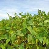 Vliv mořen&iacute; osiva s&oacute;ji na tvorbu kořenov&eacute;ho syst&eacute;mu a&nbsp;produkci semen v&nbsp;roce 2018