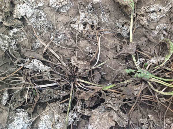 Obr. 10: Siln&eacute; napaden&iacute; cukrovky makadlovkou řepnou