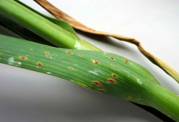 Rzivost česnekovitých na póru Rzivost česnekovitých na póru