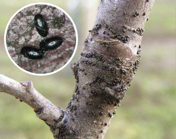 V&yacute;skyt diapauzn&iacute;ch vaj&iacute;ček zejm&eacute;na m&scaron;ic bude třeba po&nbsp;loňsk&eacute;m roku pečlivě zkontrolovat