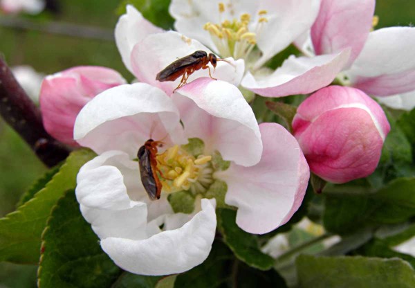 Pilatka jablečná - dospělci Pilatka jablečná - dospělci