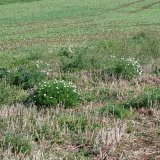 Vliv technologií pěstování plodin na změny ve společenstvech plevelů Vliv technologií pěstování plodin na změny ve společenstvech plevelů