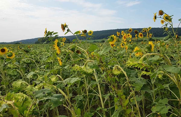 Slnečnica burinn&aacute; v&nbsp;poraste kult&uacute;rnej slnečnice