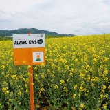 Alvaro KWS - řepka piln&aacute; jako včelka