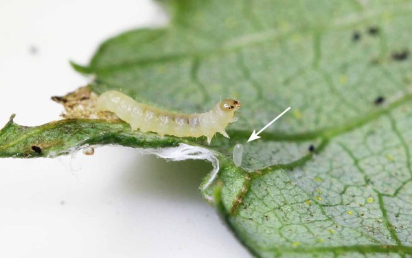 Paralyzovan&aacute; housenka s&nbsp;vaj&iacute;čkem chalcidky 