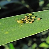 Aktu&aacute;ln&iacute; přehled ochrany poln&iacute;ch plodin - z&aacute;ř&iacute;, ř&iacute;jen a&nbsp;listopad 2018