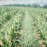 Ochrana půdy proti vodn&iacute; erozi hlubok&yacute;m r&yacute;hov&aacute;n&iacute;m mezi ř&aacute;dky v&nbsp;&scaron;irokoř&aacute;dkov&yacute;ch plodin&aacute;ch