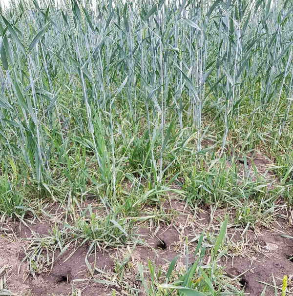 Obr. 13: Poškození ozimé pšenice hrabošem v červnu 2019 Obr. 13: Poškození ozimé pšenice hrabošem v červnu 2019