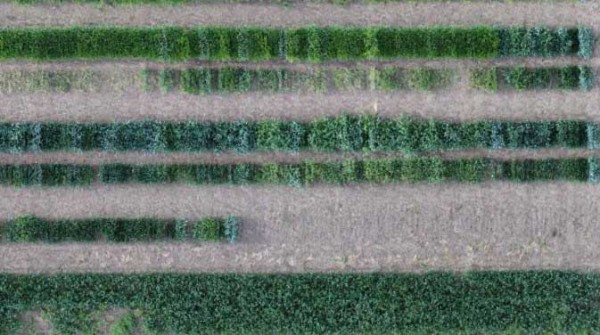 Obr. 9: Pokus s&nbsp;umělou infekc&iacute; BYDV na p&scaron;enici ozim&eacute;