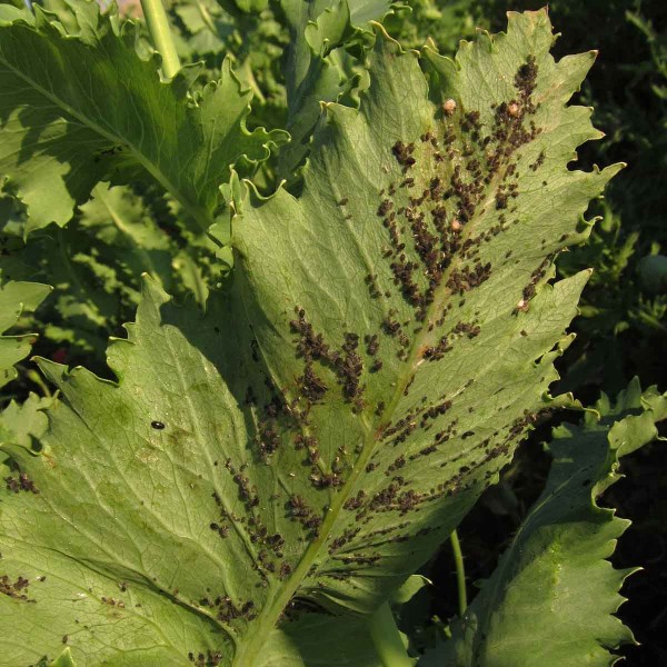 Mšice maková Mšice maková