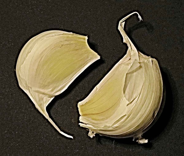 Zdravá sadba česneku Zdravá sadba česneku