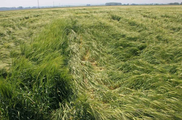 Obr. 8: Pol&eacute;h&aacute;n&iacute; porostu ječmene jarn&iacute;ho