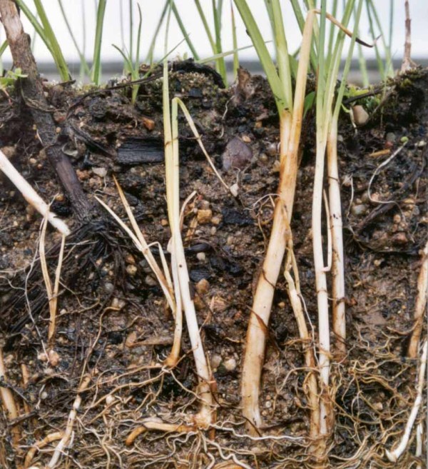 Rozm&iacute;stěn&iacute; kořenov&eacute;ho syst&eacute;mu kamy&scaron;n&iacute;ku poln&iacute;ho