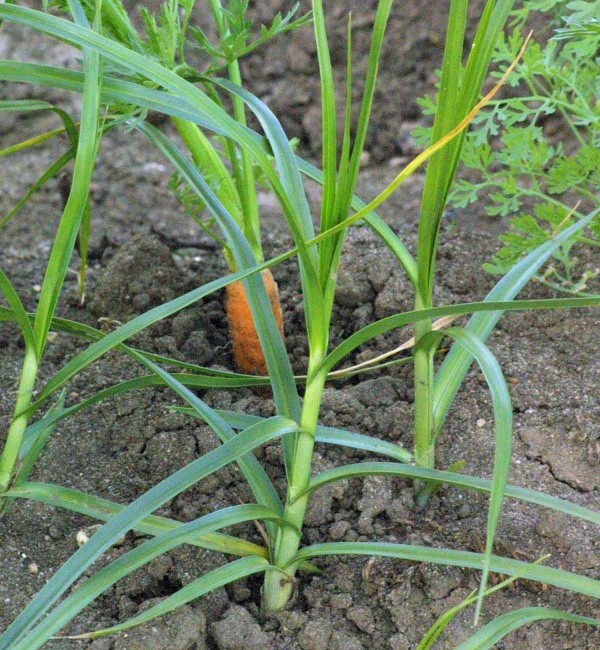 Kamy&scaron;n&iacute;k poln&iacute; v&nbsp;porostu mrkve