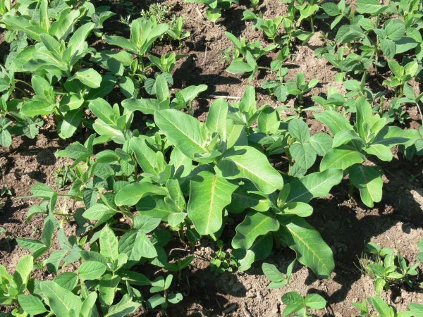 Glejovka v sóji Glejovka v sóji