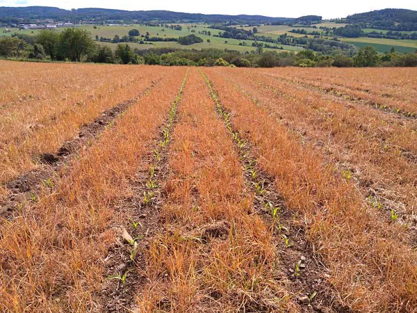 Obr. 6: Kukuřice zaset&aacute; technologi&iacute; strip-till v&nbsp;j&iacute;lku mnohokvět&eacute;m (stav 11. 6. 2020)