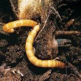 Sonido - vygumujte &scaron;kůdce z&nbsp;kukuřice