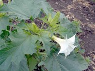 Obr. 7: Durman obecn&yacute; vzch&aacute;z&iacute; během cel&eacute; vegetace kukuřice a&nbsp;pod&iacute;l&iacute; se proto předev&scaron;&iacute;m na tzv. sekund&aacute;rn&iacute;m zaplevelen&iacute;