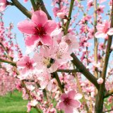 Ochrana ovocných dřevin během dubna Ochrana ovocných dřevin během dubna