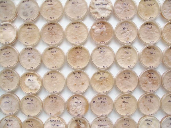 Microdochium spp. (izol&aacute;ty na Petriho misk&aacute;ch), původce sněžn&eacute; pl&iacute;sňovitosti obilnin