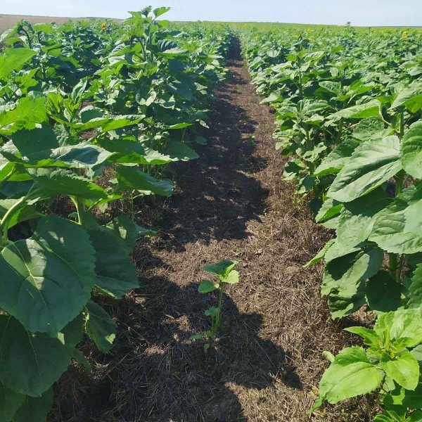 Obr. 5: &Uacute;pln&yacute; v&yacute;padek rostlin slunečnice po aplikačn&iacute; chybě při hnojen&iacute; dus&iacute;kem pod ř&aacute;dek (koncentrace přepočten&eacute;ho N byla 1200 kg/ha)