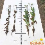 Technol&oacute;gia Galleko&reg; v&nbsp;porastoch maku siateho