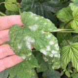 Houbové choroby chmele Houbové choroby chmele