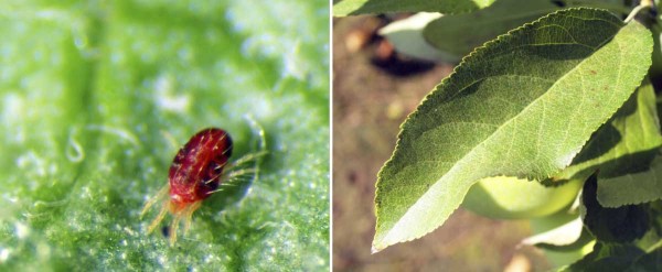 Sviluška ovocná Sviluška ovocná