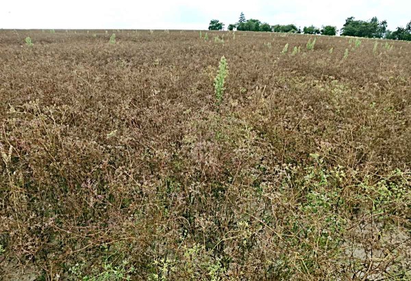 Porost kmínu Porost kmínu