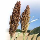 Nab&iacute;dka čiroku pro rok 2018