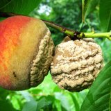 Aktu&aacute;ln&iacute; přehled ochrany zahrad, sadů a&nbsp;vinic - srpen a&nbsp;z&aacute;ř&iacute; 2019