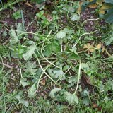 Korvetto znamen&aacute; převrat v&nbsp;jarn&iacute; ochraně řepky