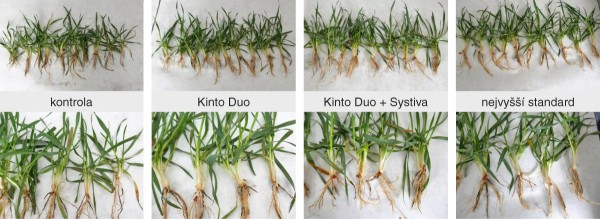 Obr. 1: Porovn&aacute;n&iacute; rostlin z&nbsp;jednotliv&yacute;ch variant, ZV&Uacute; Kroměř&iacute;ž, 27. 3. 2019