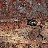 L&yacute;kožrout smrkov&yacute; a&nbsp;česk&eacute; lesy I. - Historie a&nbsp;současnost