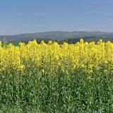 Představen&iacute; ozim&eacute; řepky jednotliv&yacute;ch společnost&iacute; dod&aacute;vaj&iacute;c&iacute;ch osiva na česk&yacute; trh v&nbsp;roce 2020