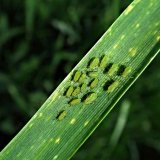 Aktu&aacute;ln&iacute; přehled ochrany poln&iacute;ch plodin - březen a&nbsp;duben 2020