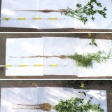 V&yacute;znam ligninu v&nbsp;biomase meziplodin