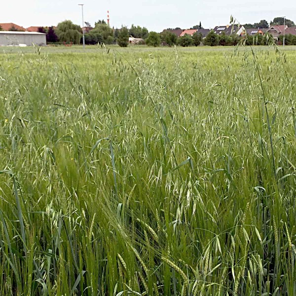 Oves hluch&yacute; (Avena fatua) patř&iacute; mezi zdom&aacute;cněl&eacute; archeofyty