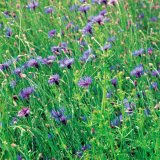 Historie a&nbsp;současnost plevelov&yacute;ch společenstev na orn&eacute; půdě