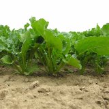 Uplatnění listové výživy a stimulace růstu v technologii pěstování cukrové řepy Uplatnění listové výživy a stimulace růstu v technologii pěstování cukrové řepy